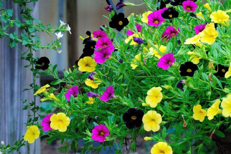 GARDENING